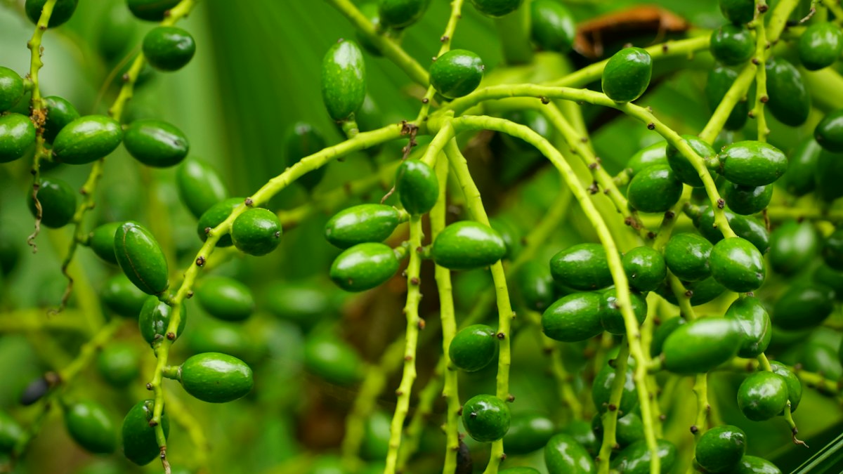 Redaktionsteam von Prostatehealthvegetables